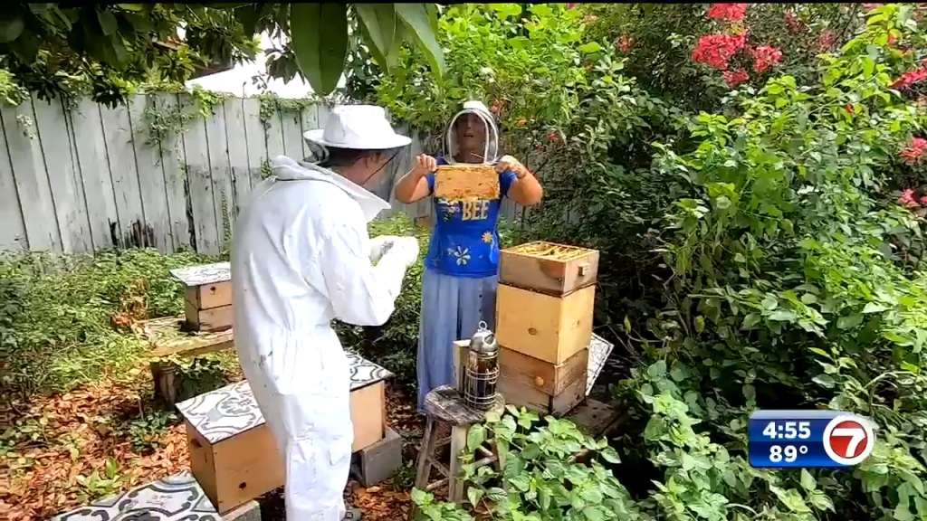 ‘They serve a massive purpose for us’: Miami beekeeper working to create a buzz about bees – WSVN 7News | Miami News, Weather, Sports