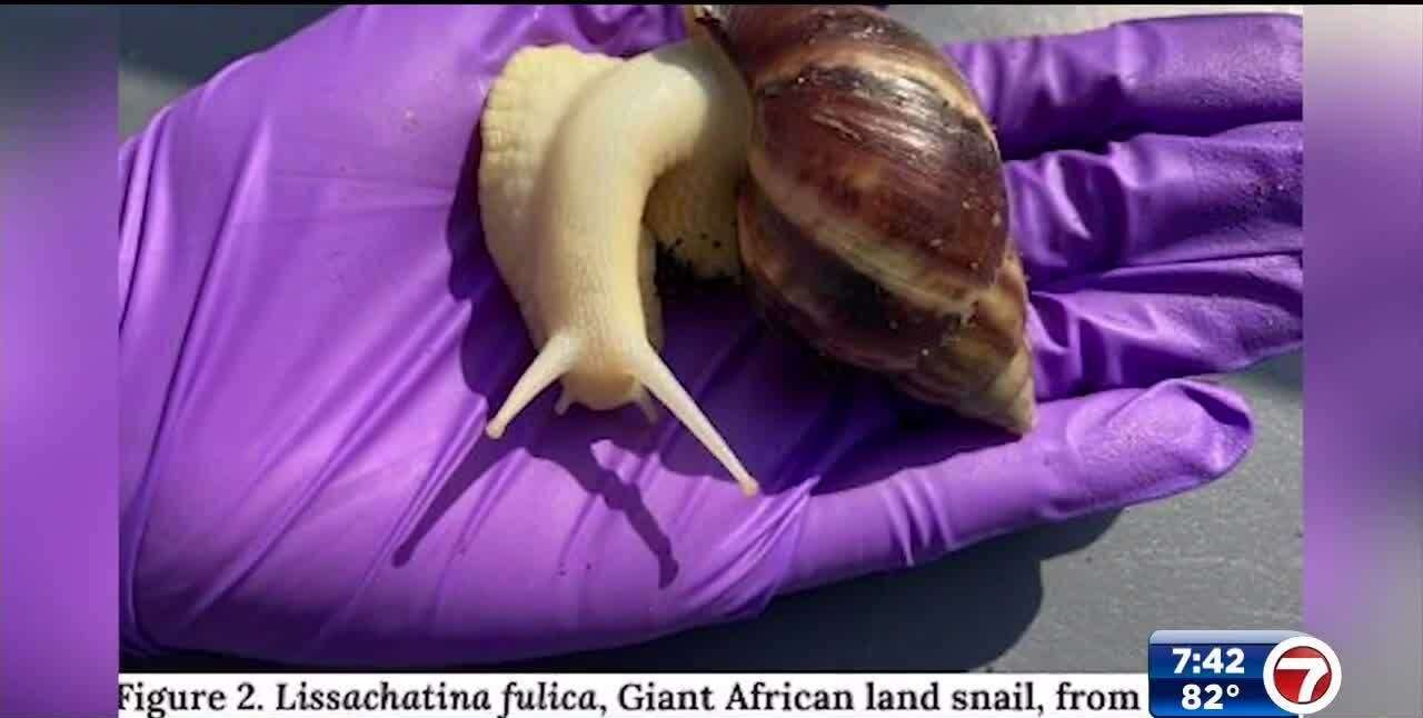 A Florida county is quarantining after discovery of invasive Giant ...