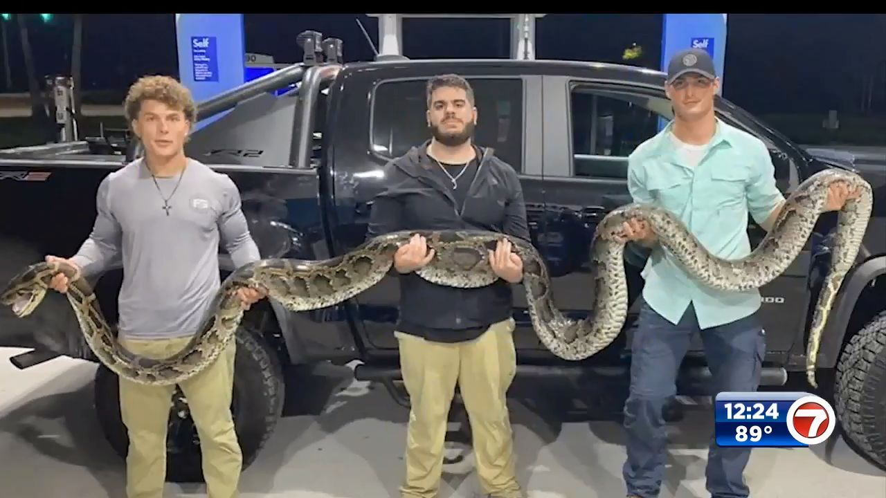 3 college students capture 17-foot Burmese python - WSVN 7News | Miami ...