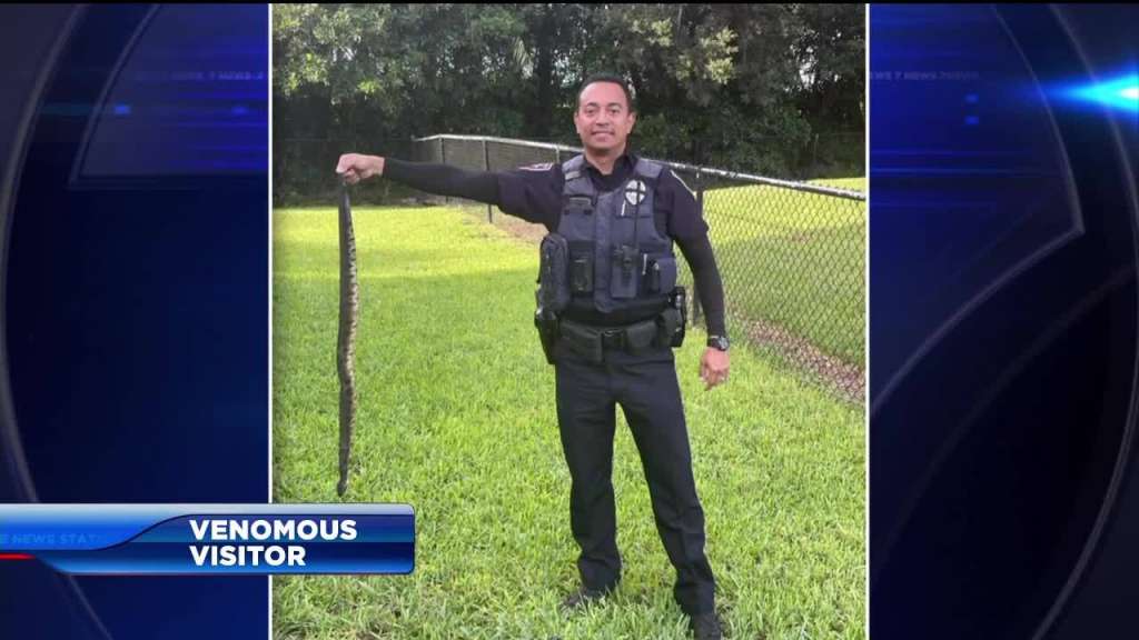 Venomous snake caught and killed in Pembroke Pines, officials warn of