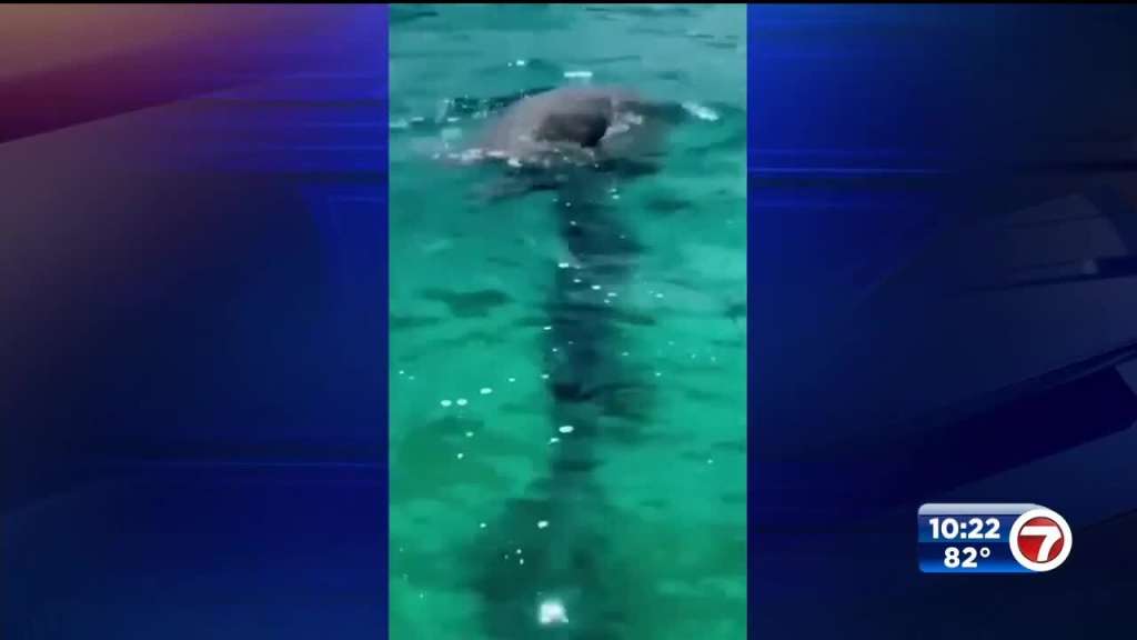 Good Samaritans rescue distressed sea turtle in Miami Beach – WSVN 7News | Miami News, Weather, Sports