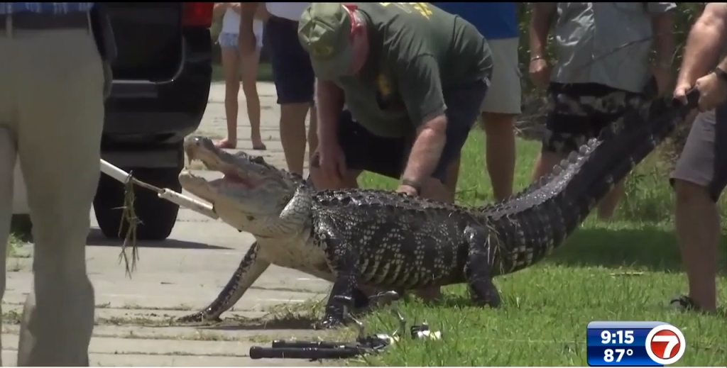 Man speaks out after being attacked by alligator on Alligator Alley