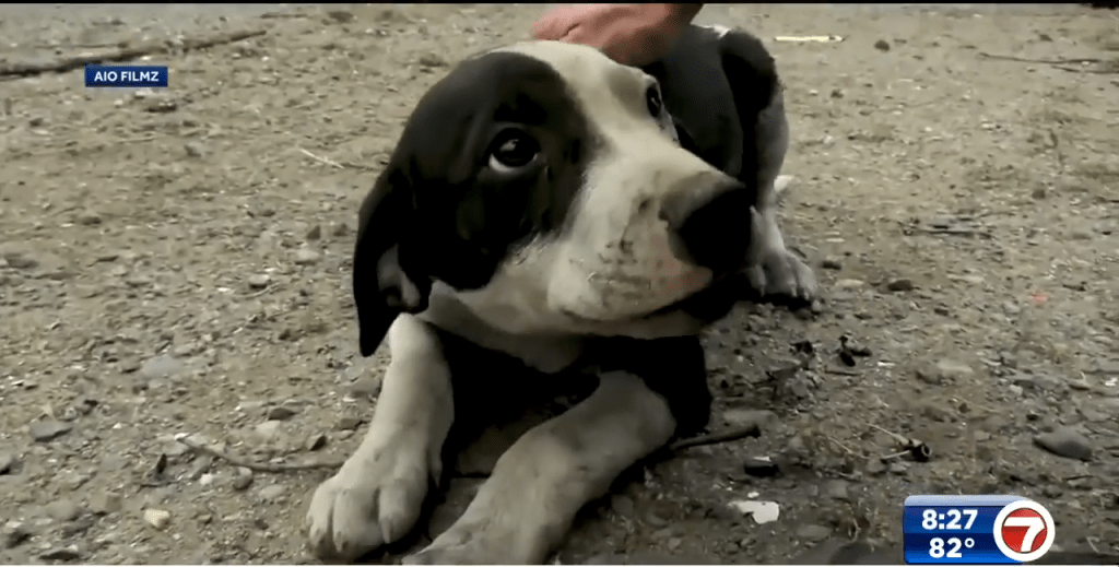Journalist rescues puppy found in rubble from Northern California fire