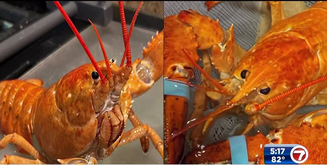 A superrare orange lobster named Cheddar was saved from