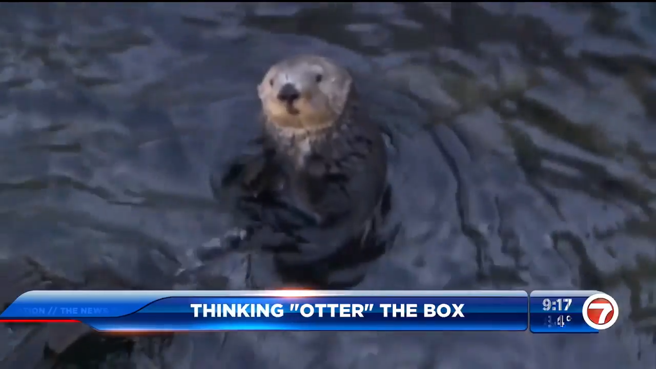 Sea otters could be reintroduced back to San Francisco Bay; not
