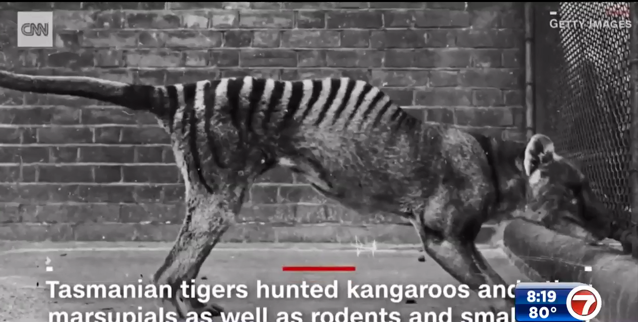 Scientists plan to revive Tasmanian tiger that has been extinct since 1936  - National