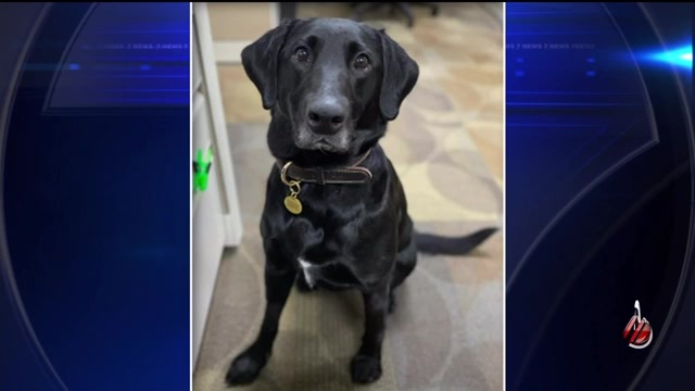 BSO’s new K-9 will provide emotional support to victims of abuse - WSVN ...