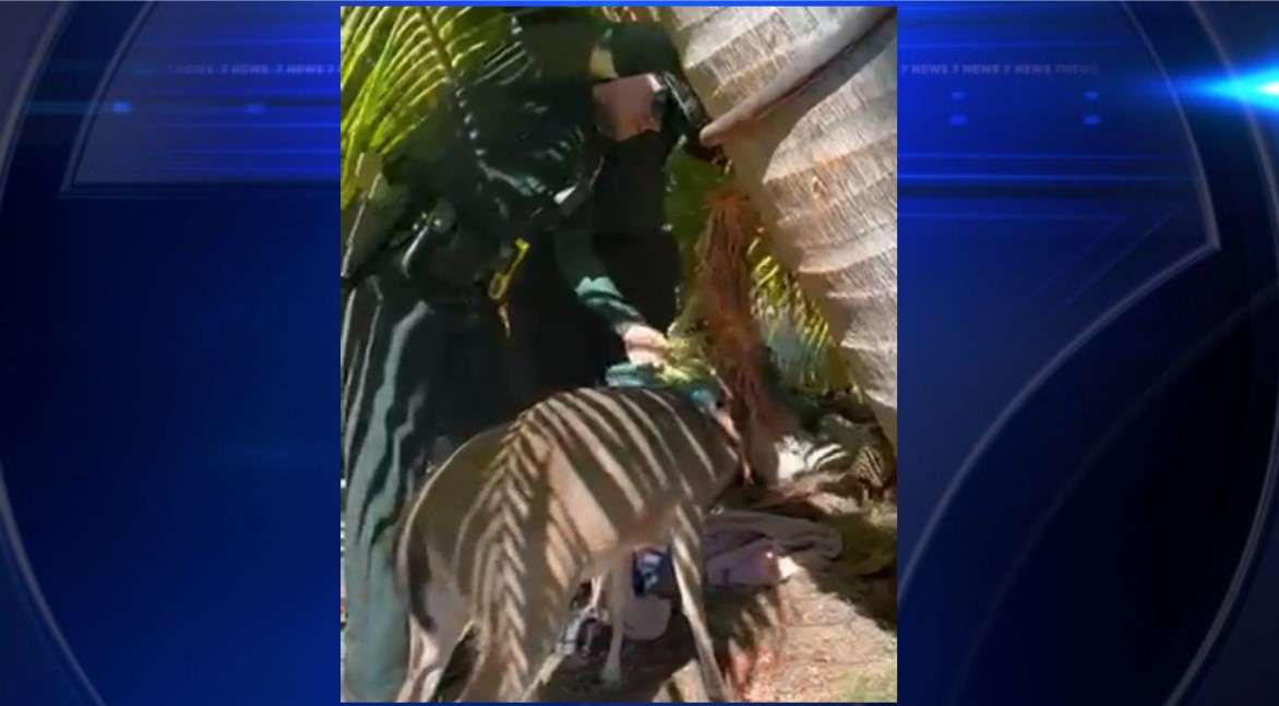 Sheriff’s deputies free deer stuck in hammock at Big Pine Key - WSVN ...