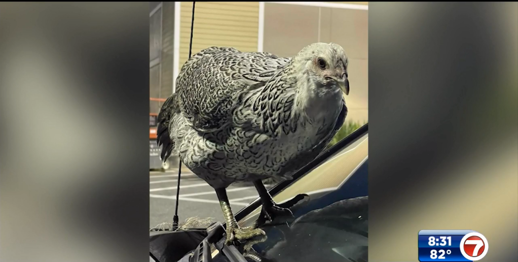 Florida man deals with snake on windshield week after chicken took ride