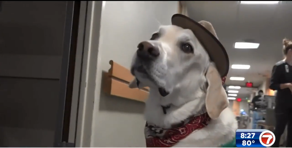 Nebraska dog visits cancer patients to brighten their day WSVN 7News