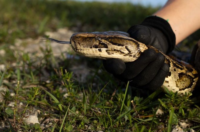 Burmese Python Eating Rabbit