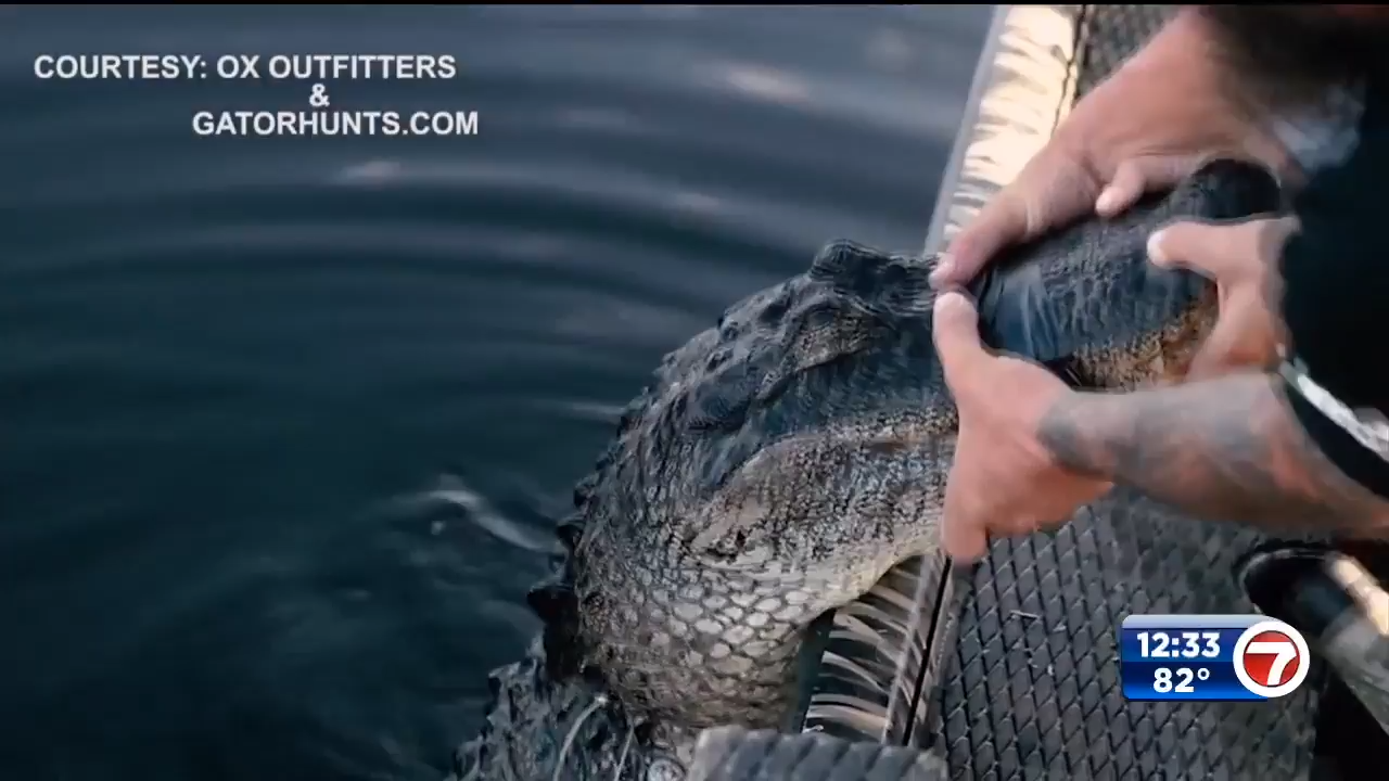 Rising waters caused by Hurricane Ian displaces alligators and other