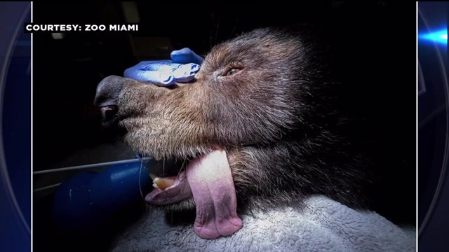 Libby and Laurel, Zoo Miami’s black bear siblings, get routine checkup