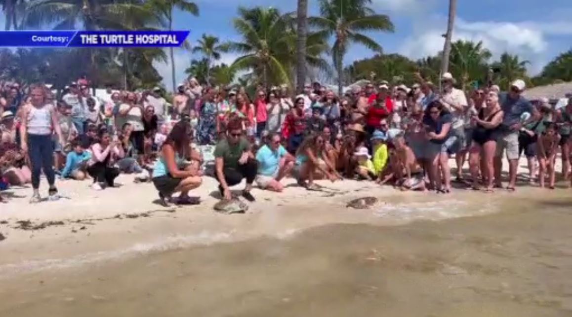 2 sea turtles released off Islamorada after treatment at Turtle ...