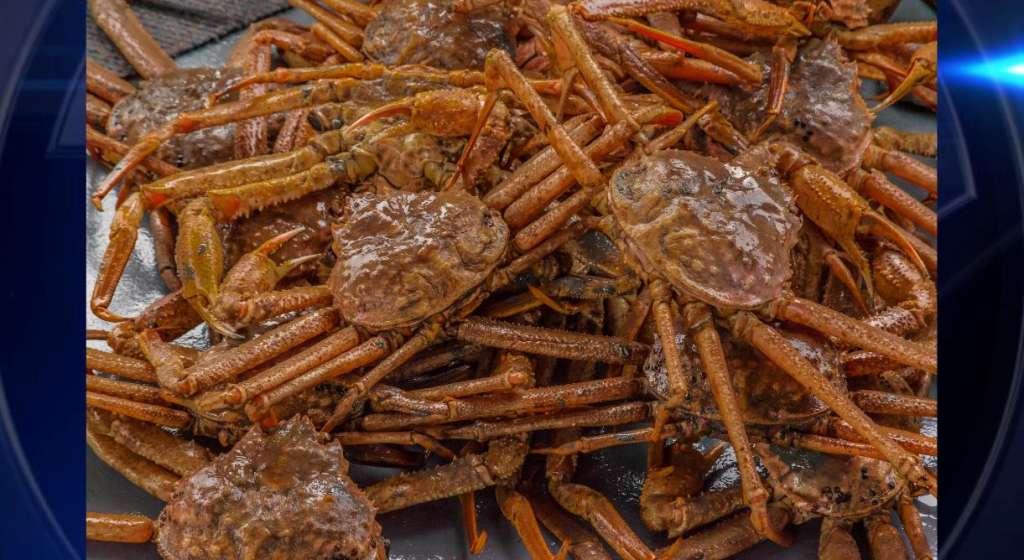 Billions of snow crabs have disappeared from the waters around Alaska
