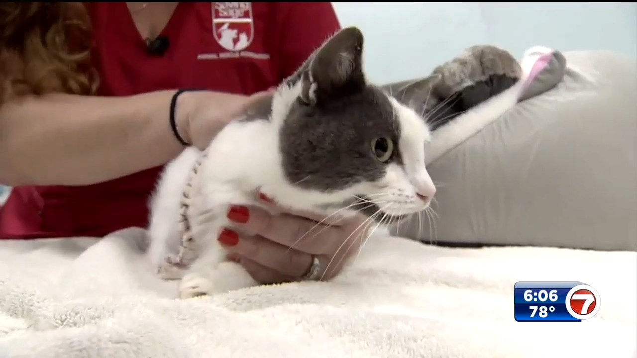 Cat’s front leg amputated after someone shot her in North Lauderdale