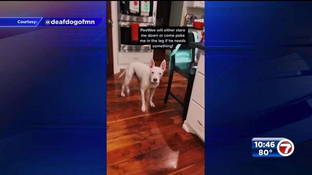 Asl Rescue Paw-some! Deaf rescue dog that recognizes ASL becomes viral sensation ...