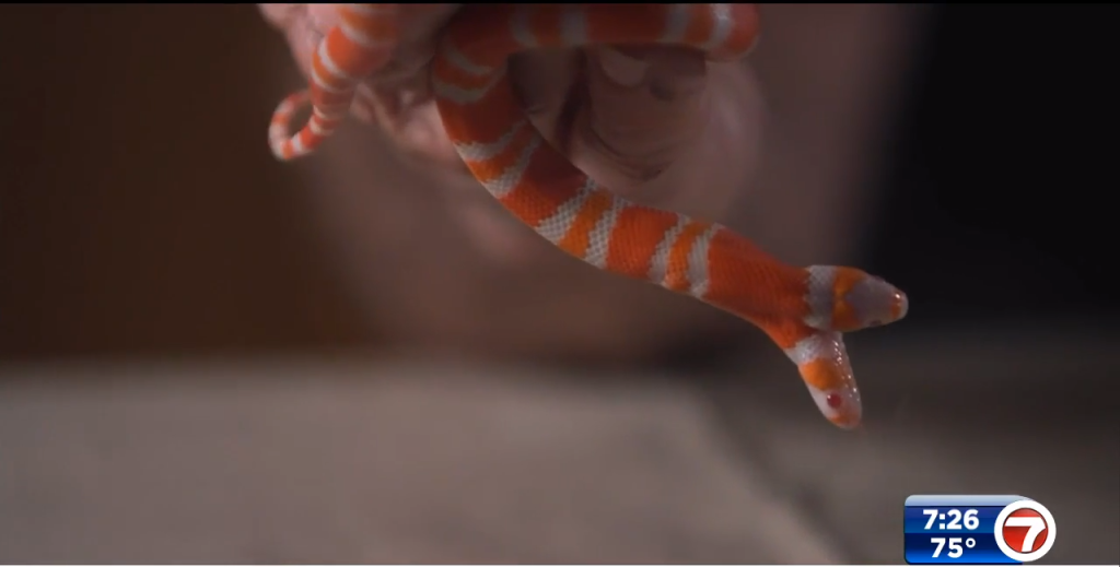 North Carolina man shows off rare two-headed albino snake – WSVN 7News ...