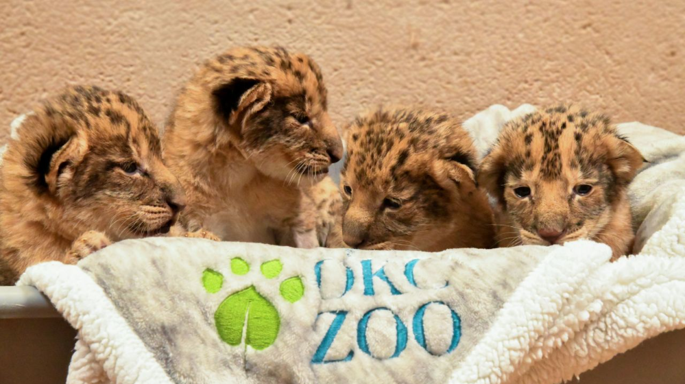 Oklahoma City Zoo its first lion cubs born in 15 years WSVN