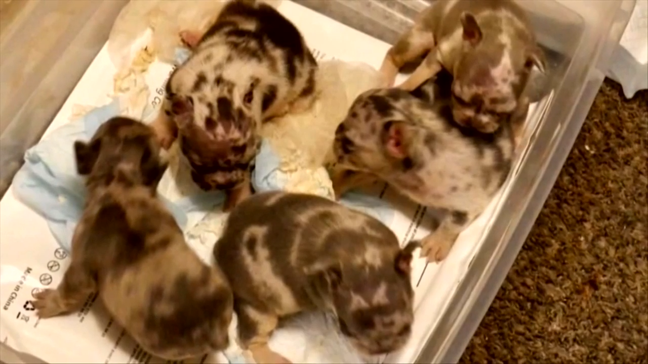 Police arrest 4 people accused of stealing French bulldogs in Port St