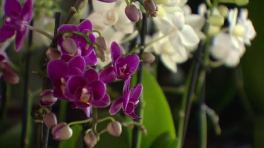 Midtown Garden Center in Miami offers one-stop-shop for your plant and flower needs – WSVN 7News | Miami News, Weather, Sports