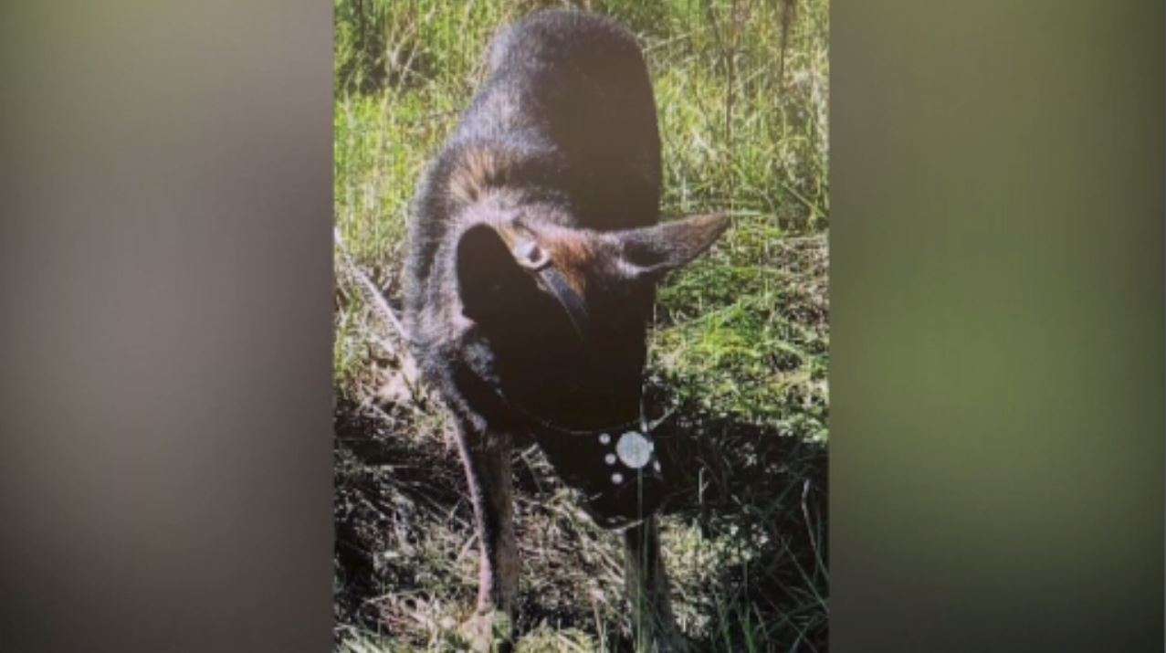 West Palm Beach man charged after deputies find muzzled dog tied to barbed wire fence - WSVN 7News | Miami News, Weather, Sports | Fort Lauderdale