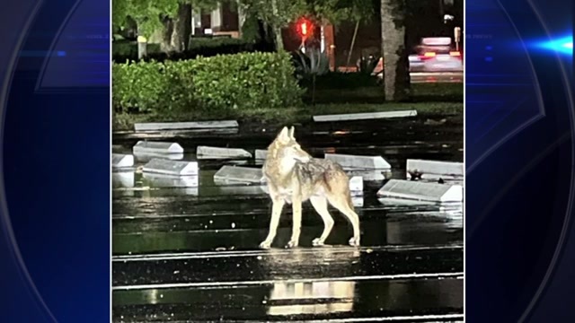 Picture shows coyote roaming Pompano Beach neighborhood - WSVN 7News