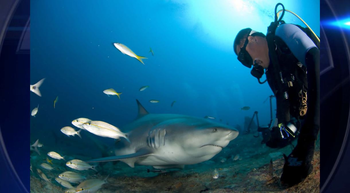 Swimming with bull sharks: Cuba’s underwater tourism bet - WSVN 7News