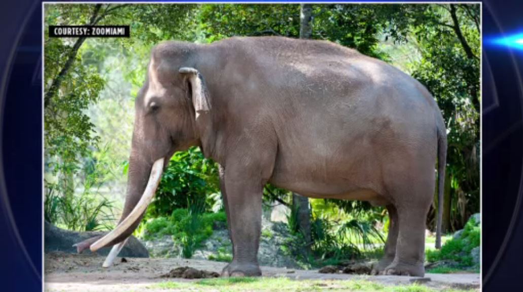 Zoo Miami mourns loss of elephant ‘patriarch’ Dalip - WSVN 7News ...