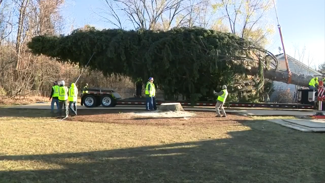 Holiday arrival: Rockefeller tree ushers in Christmas season - WSVN ...
