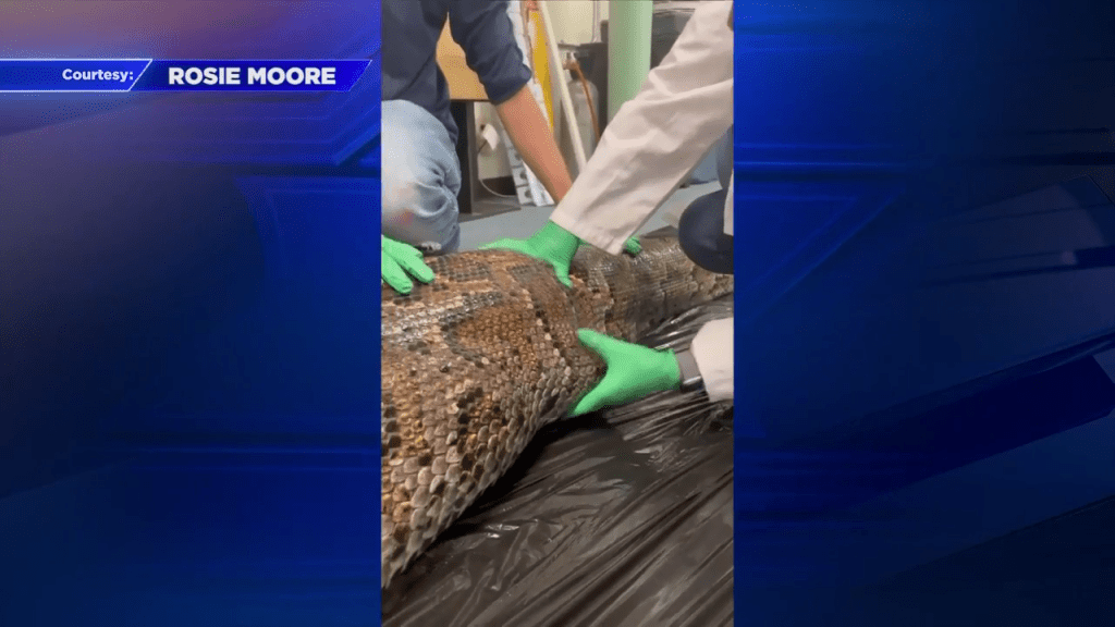 Scientists find 5-foot alligator inside 18-foot Burmese python – WSVN ...
