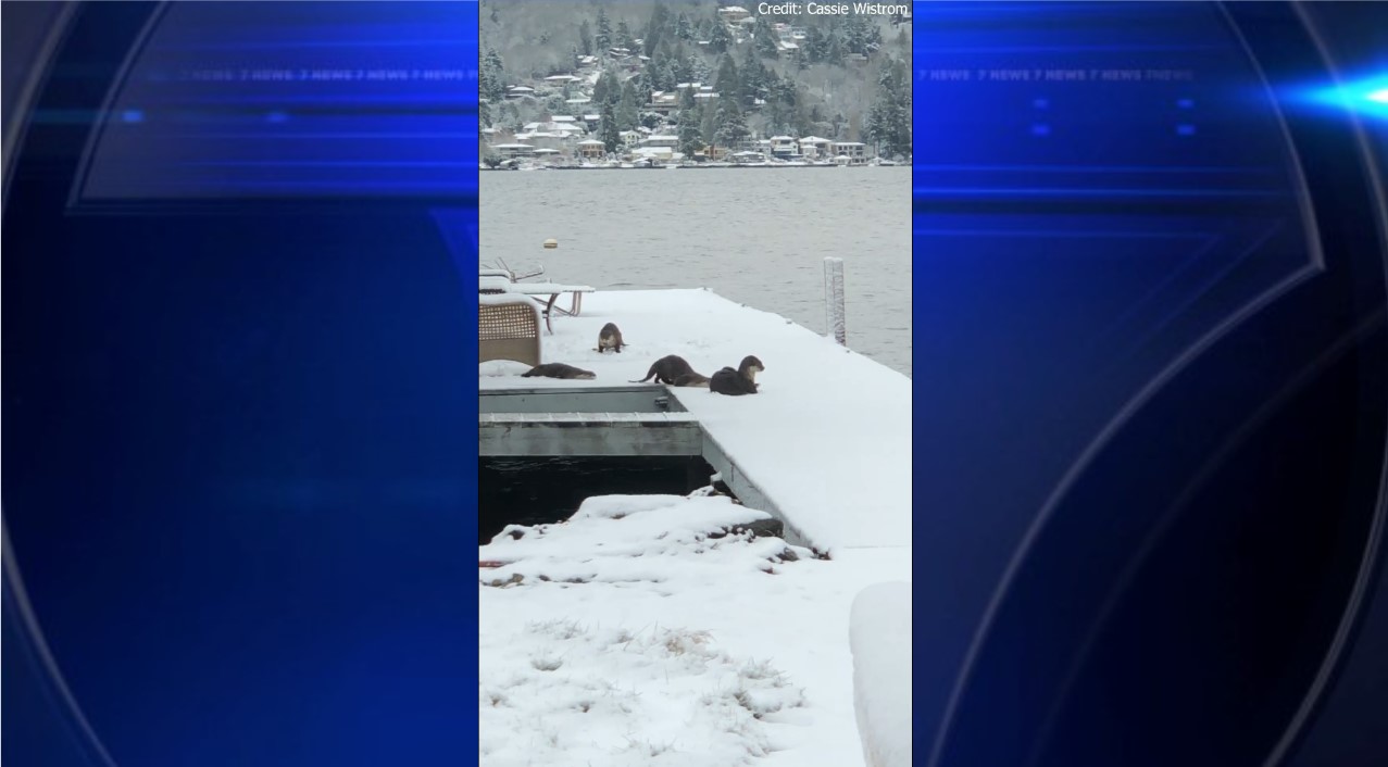 Video captures otters playing in snow in Seattle - WSVN 7News | Miami