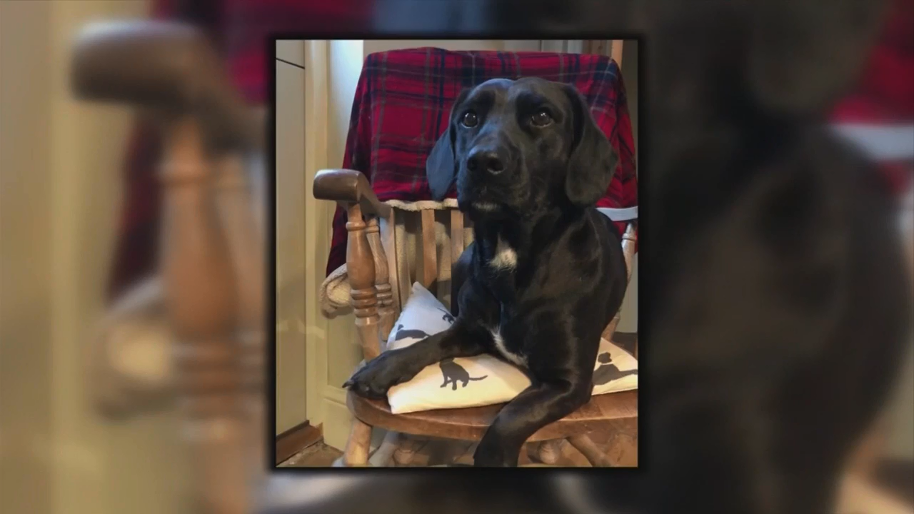 Dog separated from owner, lands in Saudi Arabia through British Airways