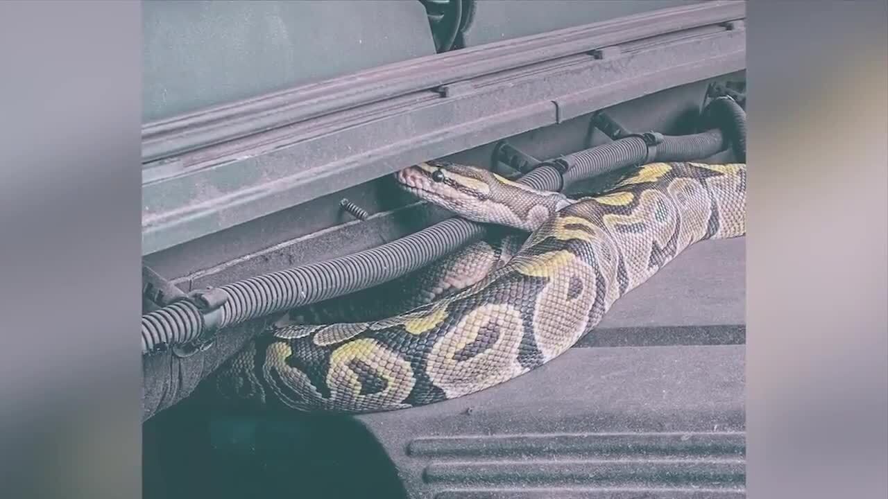 Fort Myers firefighters remove python from truck engine - WSVN 7News ...