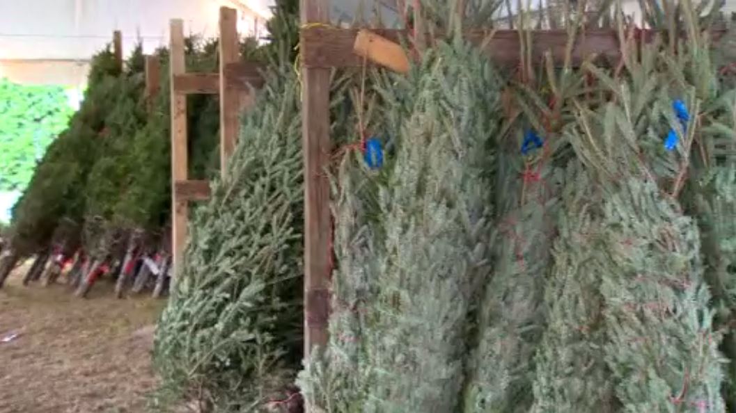 Amid tree donations for fundraiser, Key Biscayne church helps another