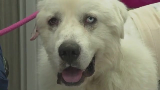 Farmer: Georgia dog injured saving sheep from coyote attack – WSVN