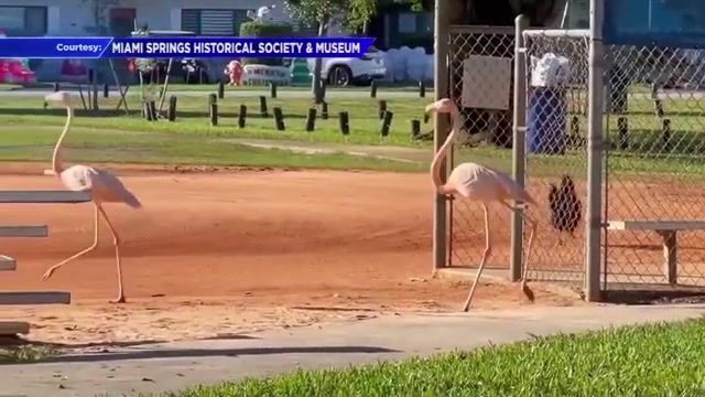 Video shows flamingos on Miami Springs baseball field amid multiple sightings
