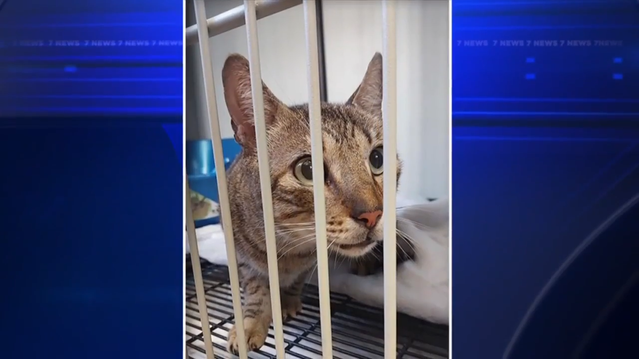 Couple returns to MIA to find cat that got lost during layover 3 weeks