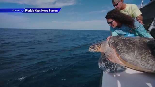 Rare hawksbill sea turtle released to sea after treatment at Turtle ...