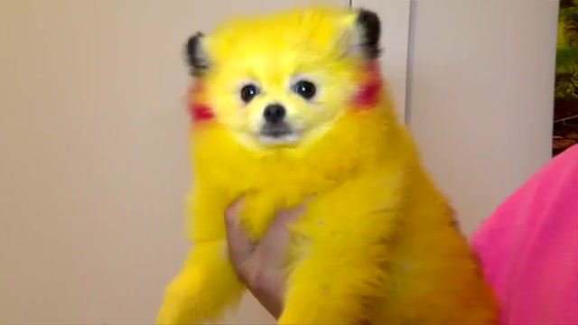 Miami Heat lover who dyed dog yellow for ‘Pikachu’ appear denies animal abuse promises