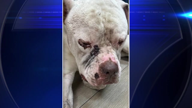 Dog found shot in face in SW Miami-Dade recovering as neighbors decry gunman’s actions – WSVN 7News | Miami News, Weather, Sports