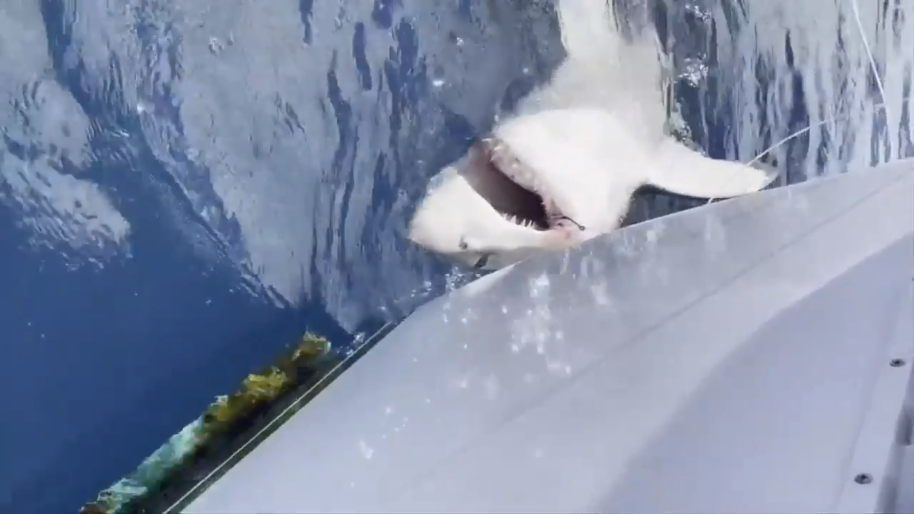 12-year-old boy reels in great white shark off Fort Lauderdale - WSVN 7News, Miami News, Weather, Sports