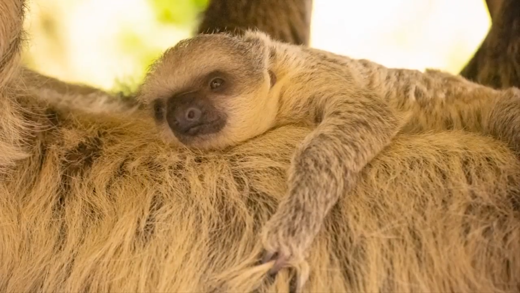 Adorable baby sloth born in London zoo WSVN 7News Miami News, Weather, Sports Fort Lauderdale