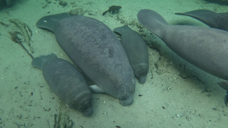 Florida sees fewer manatee starvation deaths as feeding ends - WSVN