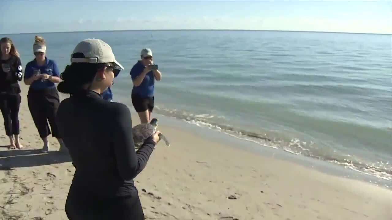 Green sea turtle released back into wild after rehabilitation at Miami ...