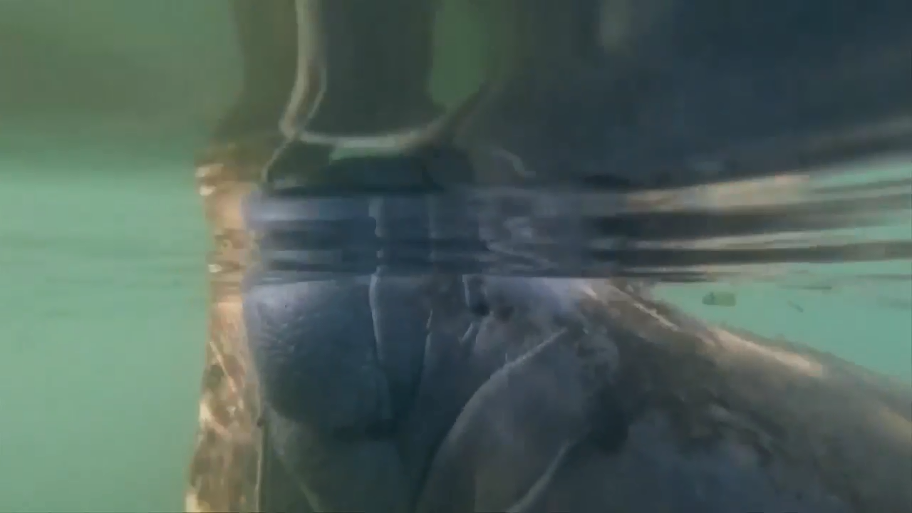 Manatee Exploding Florida manatee deaths drop but starvation still a concern - WSVN 7News ...