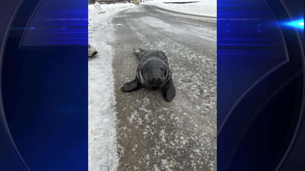 Seal ventures through town in Maine WSVN 7News Miami News, Weather