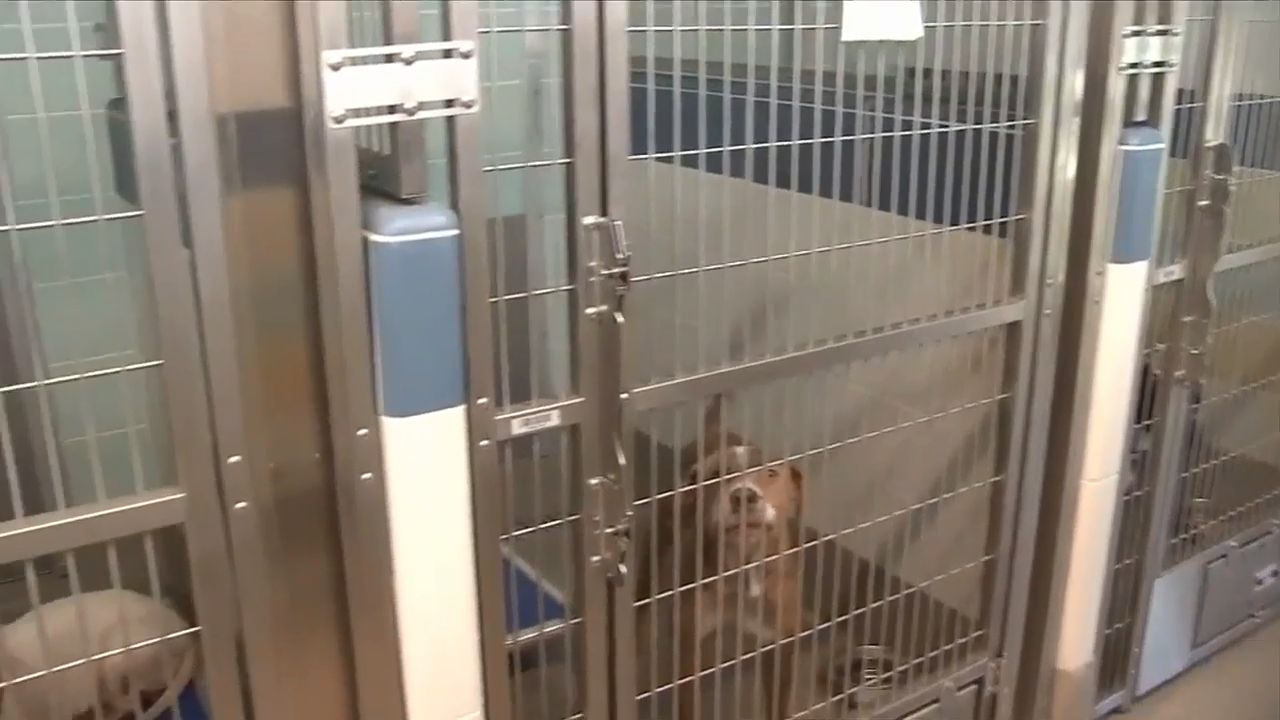 Broward County Animal Care and Adoption refusing to take in strays