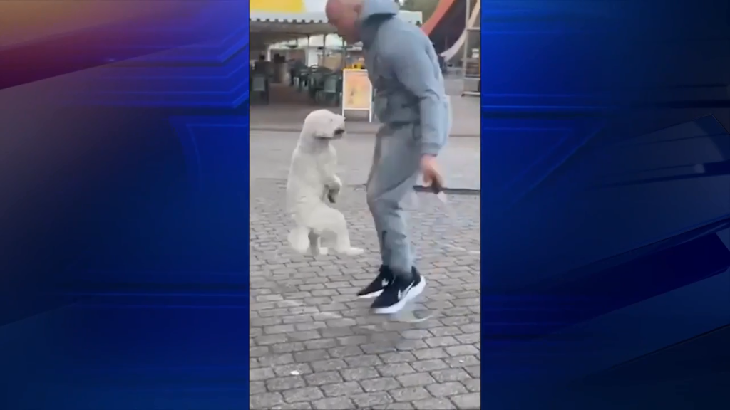 Jump roping dog breaks Guinness World Record – WSVN 7News | Miami News