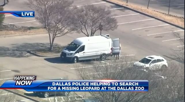 Police join search for missing clouded leopard at Dallas Zoo – WSVN